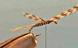 Mosquito