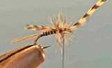 Mosquito
