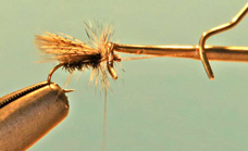 Partridge Caddis