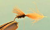 Partridge Caddis