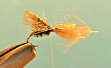 Partridge Caddis
