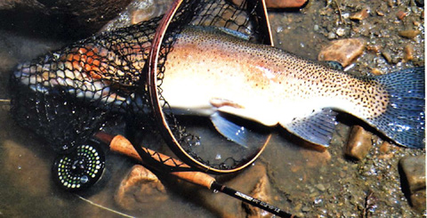 Salmon Fly Dry