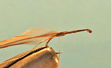 Stimulator Caddis