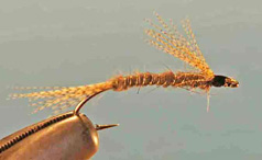 Big Yellow Mayfly