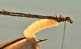 Caddis Worm