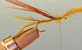 Damselfly Nymph