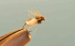 Deep Caddis Pupa