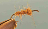 Peeking Caddis