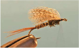 Pheasant Tail Soft Hackle