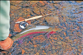 Prince Nymph