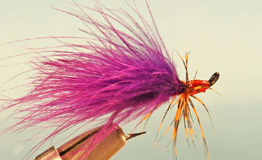 Purple Steelhead