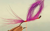 Purple Steelhead