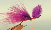 Purple Steelhead
