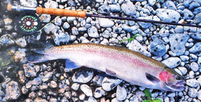 Purple Steelhead