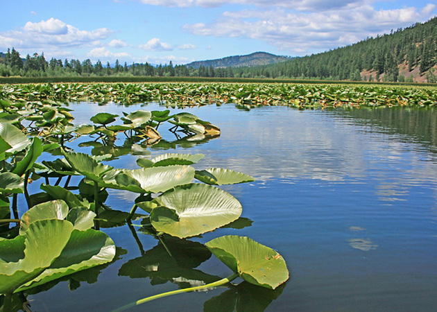 Aquatic Environment