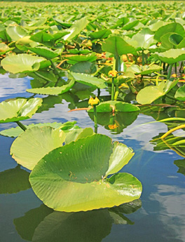 Aquatic Plants