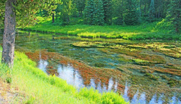 Aquatic Plants