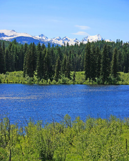 Shoreline Vegetation