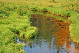 Beaver Ponds