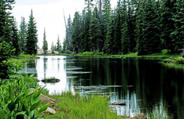 Beaver Ponds