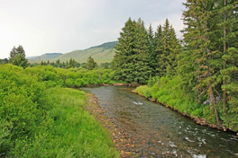 Freestone Streams