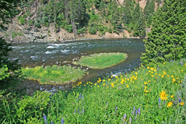 Tail Water Streams