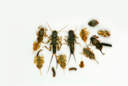 Nymphs