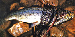 On The Water Magazine - Blue Fox, Panther Martin, Mepps, or  Roostertailwhat's your go-to spinner for spring trout?