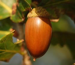 acorn on a tree