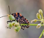 black orange beetle