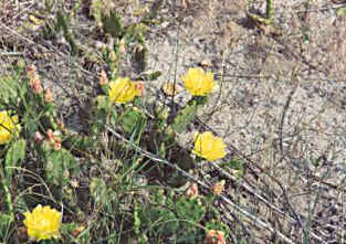 Flowering Cactus on a Delaware Beach