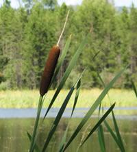 cattails