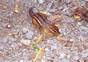 Our Friend From Maine - Mr. Chipmunk