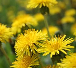 dandelions