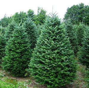 fraser fir christmas trees