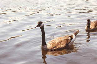 Geese at Killens Pond State Park, Delaware