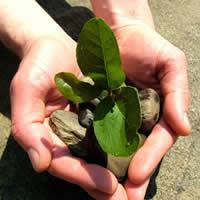 green plant in hand