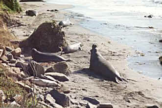 Elephant Seals along the Pacific Coast Highway, California