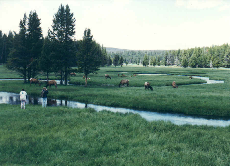 Herd of Elk