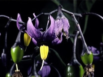 Deadly Nightshade Plant