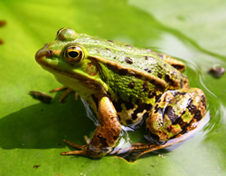 green frog