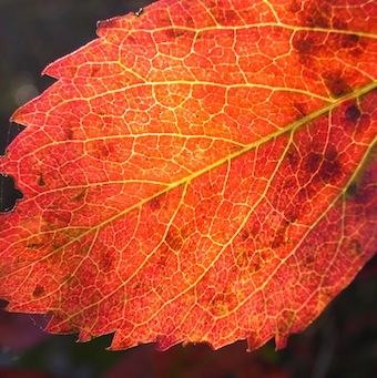 A poison ivy leaf