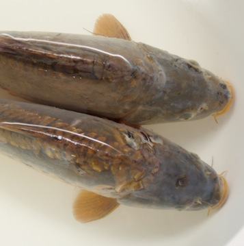 Two carp in a bath