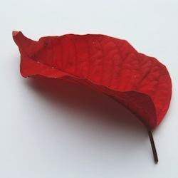 The leaf of hardwood