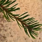 Pine needles - an example of the type of leaf from softwood